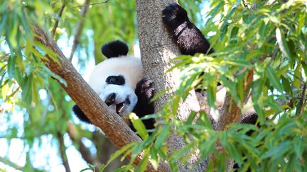 Contrairement à ses congénères, ce pensionnaire du zoo de Washington de bientôt deux ans, n'est pas très doué pour grimper aux arbres.