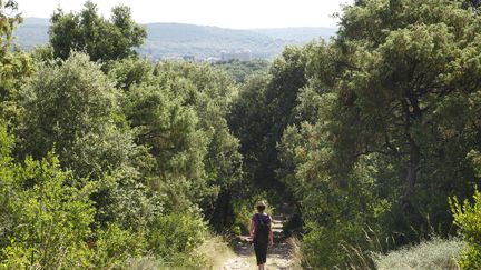 Une forêt en Ardèche, le 21 juillet 2016. (DESCAMPS SIMON / HEMIS.FR / AFP)