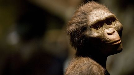 Une reproduction&nbsp;de Lucy accueille le public lors d'une exposition dédiée à cette ancêtre, le 28 août 2007 à Houston (Etats-Unis).&nbsp; (DAVE EINSEL / GETTY IMAGES NORTH AMERICA / AFP)