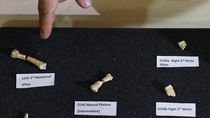 Des fossiles d'os attribués à Homo luzonensis, nouvelle espèce humaine découverte aux Philippines. (ROLEX DELA PENA / EPA)