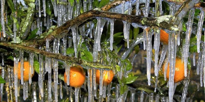 Des orangers pris par les glaces en raison d'une chute brutale des températures à Seffner en Floride (Etats-Unis), le 4 janvier 2012.  (CHRIS O&#039;MEARA / AP / SIPA)