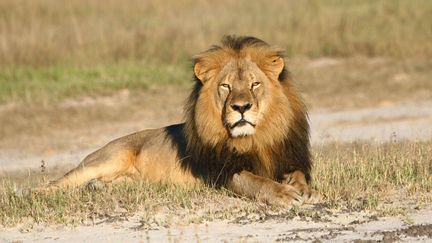 Le lion Cecil dans le&nbsp;parc national de Hwange, au Zimbabwe, &agrave; une date ind&eacute;termin&eacute;e. (ANDY LOVERIDGE / SIPA)