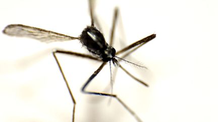 &nbsp; (Le moustique porteur du chikungunya est apparu aux Antilles à la fin 2013 © MAXPPP)