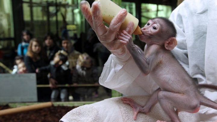 Le singe Loango nourri au biberon par une soignante le 18 avril 2012 &agrave; Paris. (KENZO TRIBOUILLARD / AFP)