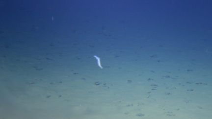 Un submersible chinois a&nbsp;plongé avec trois personnes à bord à plus de&nbsp;7 000 mètres de profondeur dans la fosse des Mariannes (océan Pacifique), en 2012. (CHINAFOTOPRESS / MAXPPP)