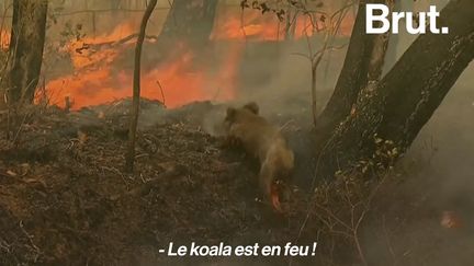 Ce koala a été sauvé des flammes grâce au courage d'une habitante. Ils sont déjà des centaines à avoir péri dans les incendies qui ravagent l'Australie.