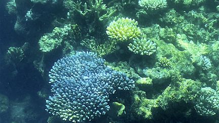 The current state of coral on the Great Barrier Reef, off the Australian state of Queensland. (GLENN NICHOLLS / AFP)