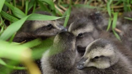 En Islande, les fermiers passent leur été à la recherche des plumes d'eiders. Ils récoltent ce produit très prisé pour la literie. (CAPTURE ECRAN FRANCE 3)