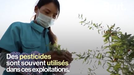 Essentiellement cultivés en Chine, ces fruits sont de plus en plus convoités par les exploitants européens.