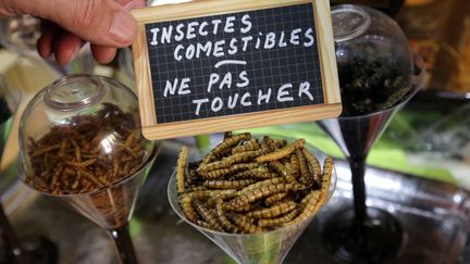 Des insectes destinés à la consommation alimentaire, à Thionville, en avril 2015.&nbsp; (PHOTO JULIO PELAEZ / MAXPPP)