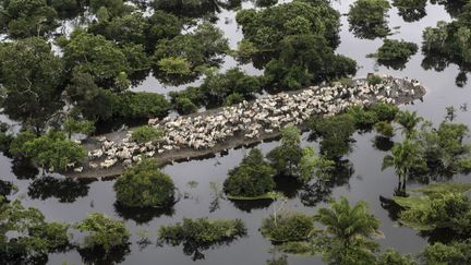 Vue a&eacute;rienne d'un troupeau pris au pi&egrave;ge par les eaux apr&egrave;s des pluies torrentielles dans la province de&nbsp;Jos&eacute; Ballivi&aacute;n (Bolivie), le 8 f&eacute;vrier 2014. (DAVID MERCADO / REUTERS)