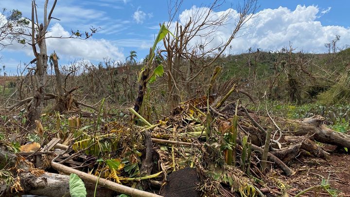 Des bananiers à terre après le passage du cyclone Chido à Mayotte. (BORIS LOUMAGNE / RADIO FRANCE)