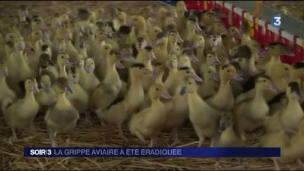 La grippe aviaire a été éradiquée