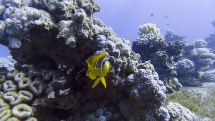 Un poisson clown dans la mer Rouge, bras de mer de l'océan Indien, le 20 décembre 2022. (NICOLAS ECONOMOU / NURPHOTO / AFP)