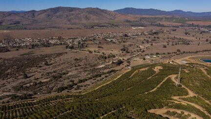 Une vue aérienne de plantations d'avocats, dans la région de Valparaíso, au Chili, en septembre 2019. (MARTIN BERNETTI / AFP)