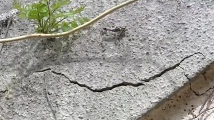 De nombreux propriétaires, dont les maisons ont été fissurées à cause de la sécheresse de l'an dernier, s'inquiètent de celle qui pourrait intervenir cette année. Beaucoup attendent encore d'être indemnisés. (CAPTURE D'ÉCRAN FRANCE 3)