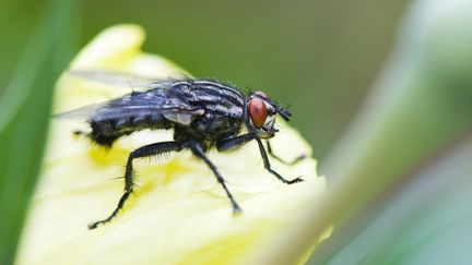 La mouche dispose d'un cerveau qui possède 3000 neurones reliés par 550 000 synapses. C'est le plus simple des cerveaux complexes. (ODILON DIMIER / MAXPPP)