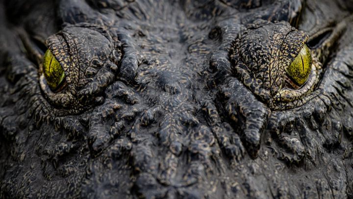 Le photographe, passionné par les animaux, s'approche parfois au plus près de ses modèles, au risque de mettre sa vie en danger. (MARTIN MOREL)