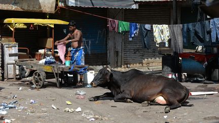 Animaux sacrés : les vaches, le trésor vénéré des Hindous