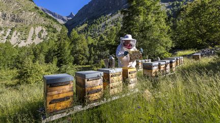 Un apiculteur et ses ruches dans le parc national des Ecrins (Hautes Alpes), le 24 décembre 2015. (BERTRAND BODIN / ONLY FRANCE)