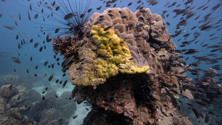 Environnement : une mystérieuse maladie attaque le corail du Golfe de Thaïlande