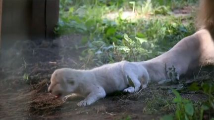 VIDEO. Naissance rare d'un lionceau blanc dans un zoo de Hongrie