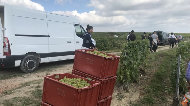 Entre 100 000 et 120 000 vendangeurs sont venus de toute la France et de l'étranger pour cueillir le raisin à la main, (CAMILLE MARIGAUX - FRANCEINFO - RADIOFRANCE)