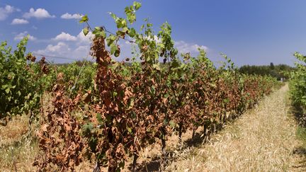 Des vignes victimes de la canicule en région Occitanie, photographiées le 4 juillet 2019. (GUILLAUME BONNEFONT / MAXPPP)