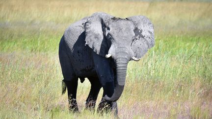 Un éléphant dans le parc national Bwawata, en Namibie, le 3 avril 2017. (MATTHIAS TOEDT / DPA-ZENTRALBILD / AFP)