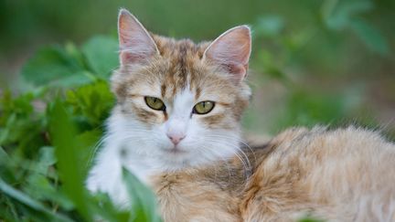 Ce chat respire la s&eacute;r&eacute;nit&eacute;, contrairement &agrave; Bull, chass&eacute; par sa propri&eacute;taire et aujourd'hui sans abri. (BRUNO MATHIEU / BIOSPHOTO / AFP)