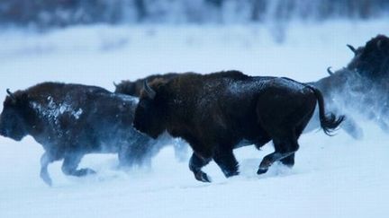 Bisons dans la neige 
 (G.Lesniewski)