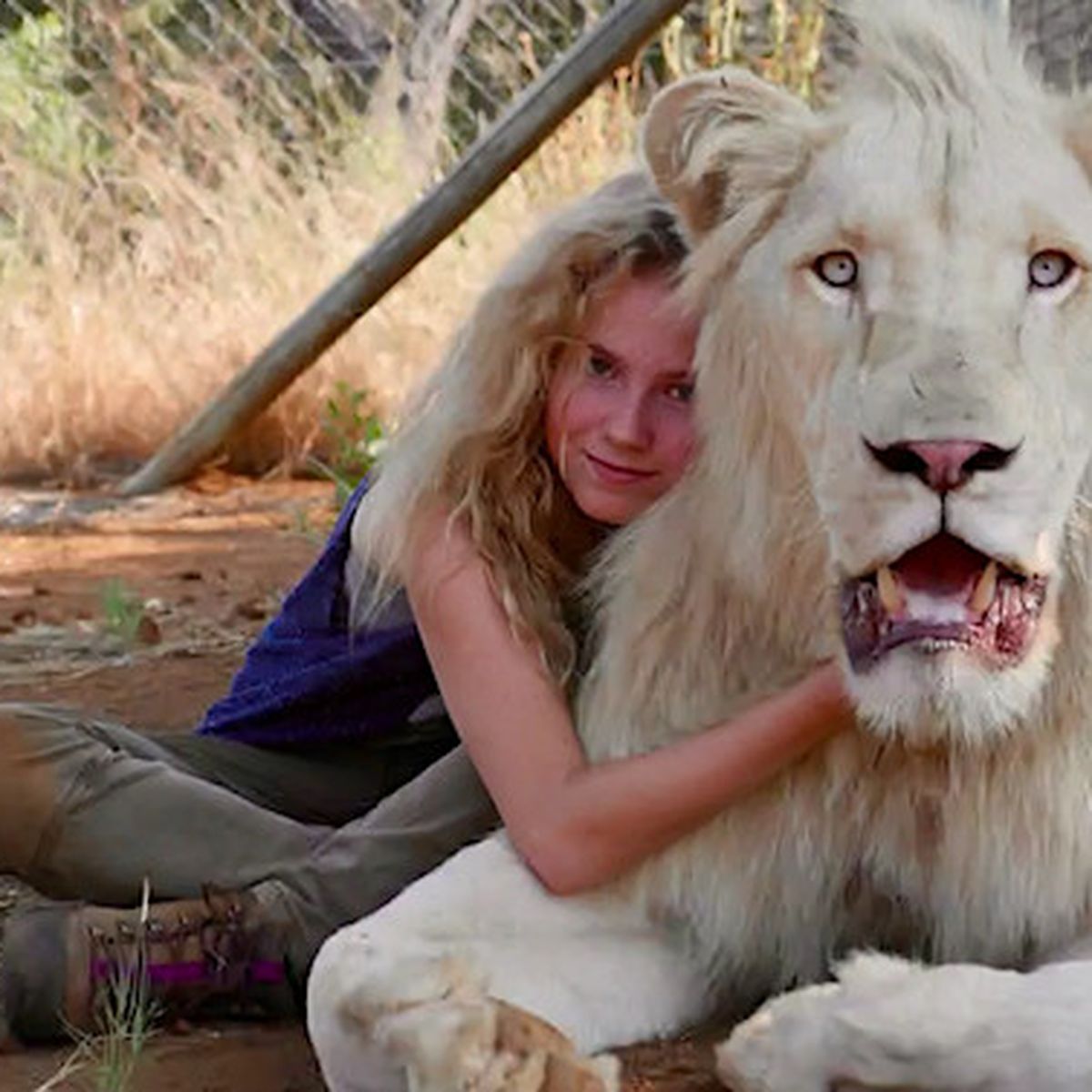 Mia Et Le Lion Blanc Une Amitie Hors Du Commun