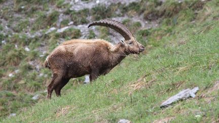 Mercantour : la sérénité d'un parc