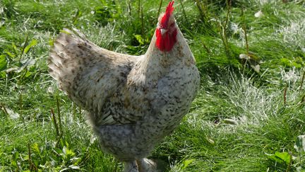 Fier comme un coq !&nbsp; (ISABELLE MORAND / RADIO FRANCE / FRANCE INFO)