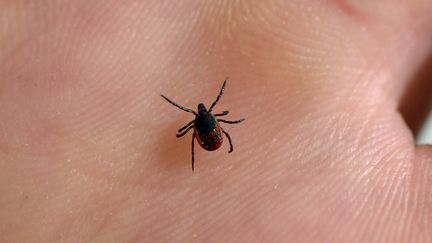 Une tique est observée dans un laboratoire de l'Institut national de la recherche agronomique (INRA), le 20 juillet 2016. (BERTRAND GUAY / AFP)