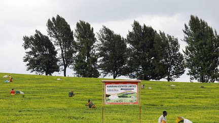 Le thé a été introduit au Kenya en 1904 lors de la colonisation britannique. Les grandes plantations se situent principalement dans sept régions montagneuses réparties à l’est et à l’ouest de la vallée du Grand Rift. Au fil des décennies, le thé noir est devenu une très importante source de richesse pour le pays, représentant un quart de ses exportations. En 2020, le pays a engrangé 840 millions d’euros de recettes.&nbsp; &nbsp; (REUTERS / BAZ RATNER)