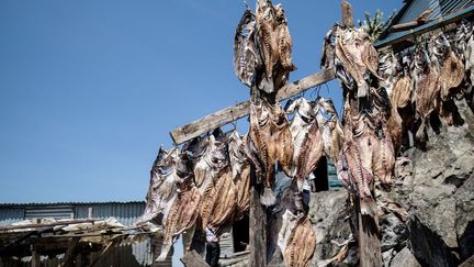 On vend le poisson, on le fait sécher ou on le consomme. La fortune du rocher et de ses habitants réside dans la perche du Nil. Et toute l’économie tourne autour de ça, depuis qu’un pêcheur solitaire a découvert ces eaux poissonneuses, à trois heures de bateau de la rive kenyane.
 (YASUYOSHI CHIBA / AFP)