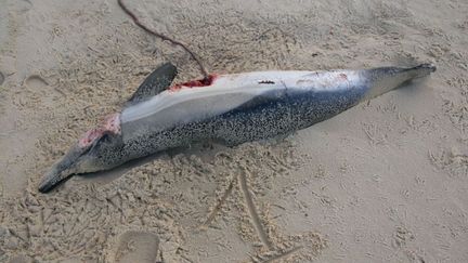 Un dauphin commun échoué le 17 janvier 2019, retrouvé sur une plage de Biscarosse (Landes) et photographié par un correspondant référent de l'observatoire Pélagis. (J.J. JOUBERT)