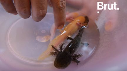 L'éleveur Jonathan Miranda tente de sauver ce "monstre d'eau" menacé par la pollution. Brut l'a rencontré.