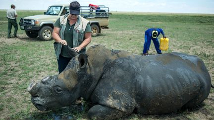 Un rhinocéros se réveille après avoir subi un décornement volontaire dans un parc sud-africain, le 3 février 2016. (MUJAHID SAFODIEN / AFP)