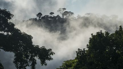 Forêt tropicale&nbsp;au Cameroun,&nbsp;9 août 2017.&nbsp; (MICHAEL RUNKEL / ROBERT HARDING PREMIUM)