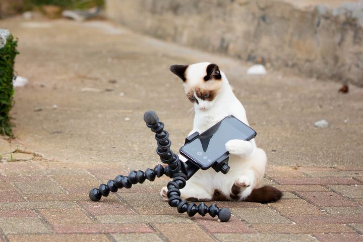 "Now, how do I upload my pics ?" de Kenichi Morinaga (Japon). "Je possède un smarphone et je veux télécharger mes photos. Quelqu'un peut-il me montrer comment ça marche ?". (KENICHI MORINAGA - COMEDY PET PHOTOGRAPHY AWARDS)