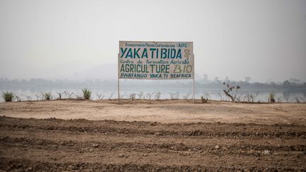 Président de l'Association des paysans centrafricains qui a pignon sur rue à Bangui, il a lancé en 2018 dans la capitale une ferme biologique où il fait pousser des fruits et légumes. (FLORENT VERGNES / AFP)