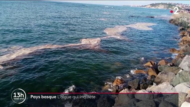 Pays basque : les algues vertes envahissent le littoral