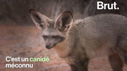 Ce n'est ni un fennec, ni un renard. Ce petit canidé aux grandes oreilles, c'est l'otocyon.