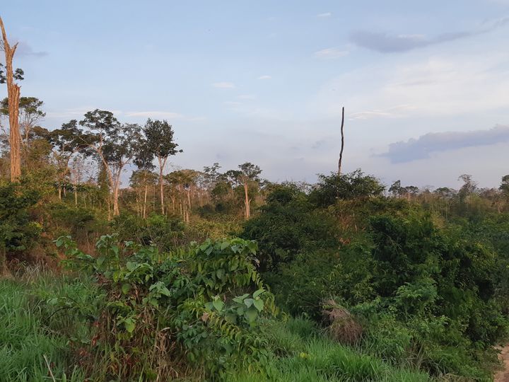 La forêt des Guajajara, dans l'Etat de Maranhão&nbsp;(Brésil), en novembre 2019 (ETIENNE MONIN / FRANCEINFO / RADIO FRANCE)