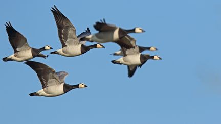 Un vol d'oies sauvages, le 22 février 2018 en Normandie. (FRANCOIS MORDEL / BIOSPHOTO / AFP)