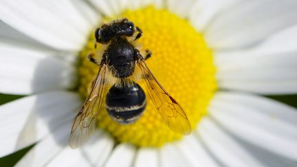 L'Institut national de recherche agronomique d'Avignon (Vaucluse)&nbsp;a entrepris de dresser les abeilles &agrave; rep&eacute;rer les mines ensevelies dans les Balkans.&nbsp; (DAVID EBENER / DPA / AFP)