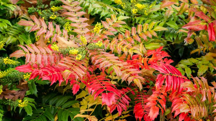 Le Mahonia est magnifique à l'automne avec ses feuilles à la fois rouges et vertes et des fleurs jaunes. (PIXELDA PICTURE LICENSE / MOMENT RF / GETTY IMAGES)