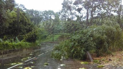 A Rivière l'or, beaucoup de branches sont tombées sur la route sous l'effet des fortes rafales de vent. (CHRISTINE CUPIT / LA 1ERE)